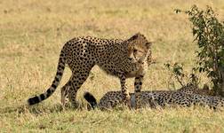 Gepardy z Masai Mara