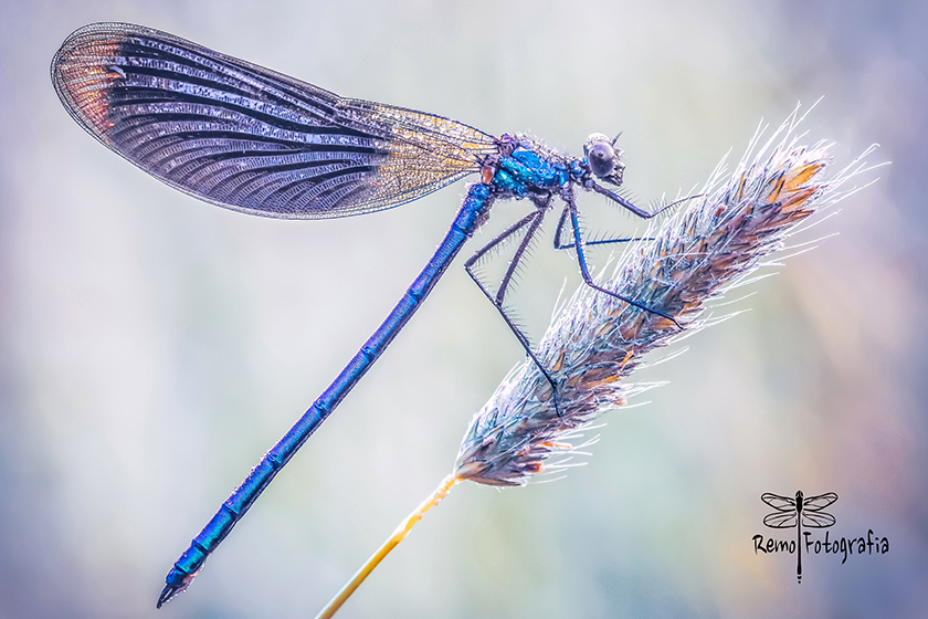 Calopteryx splendens-Świtezianka błyszcząca, świtezianka lśniąca.