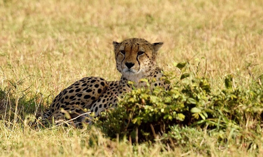 Gepard z Masai Mara