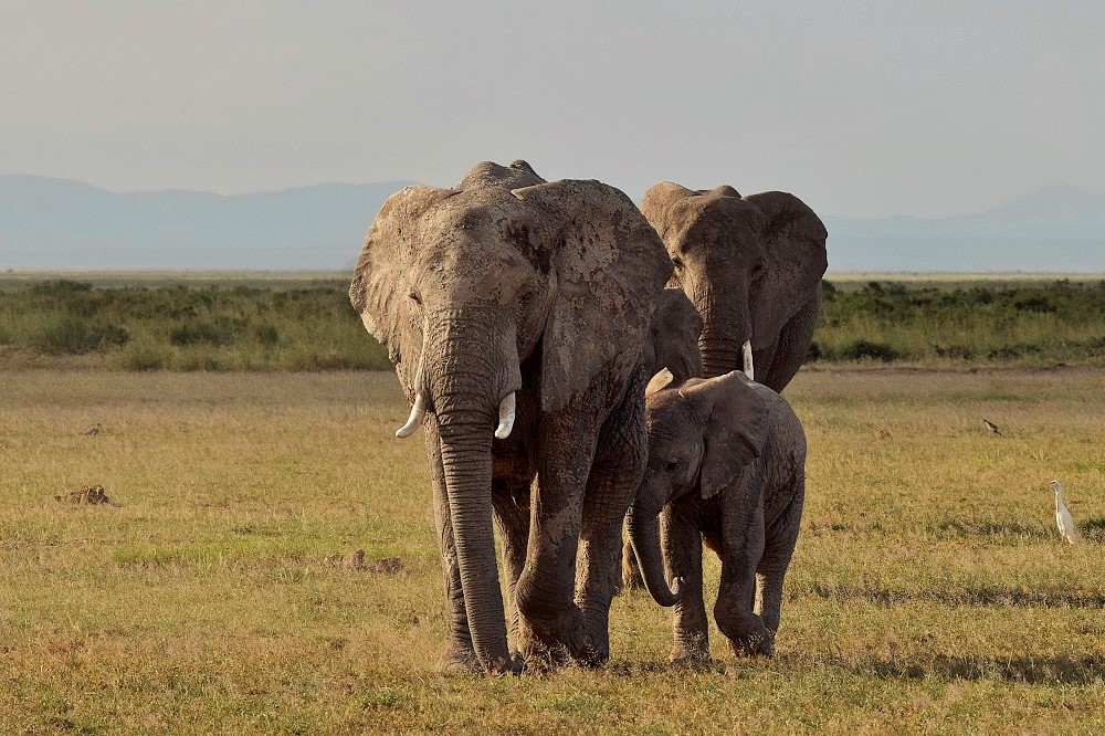 Słonie z Amboseli