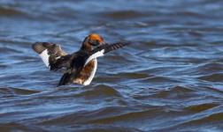 Perkoz rogaty (Podiceps auritus)