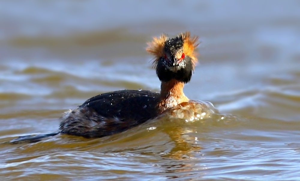 Perkoz rogaty (Podiceps auritus) w szacie godowej 2022