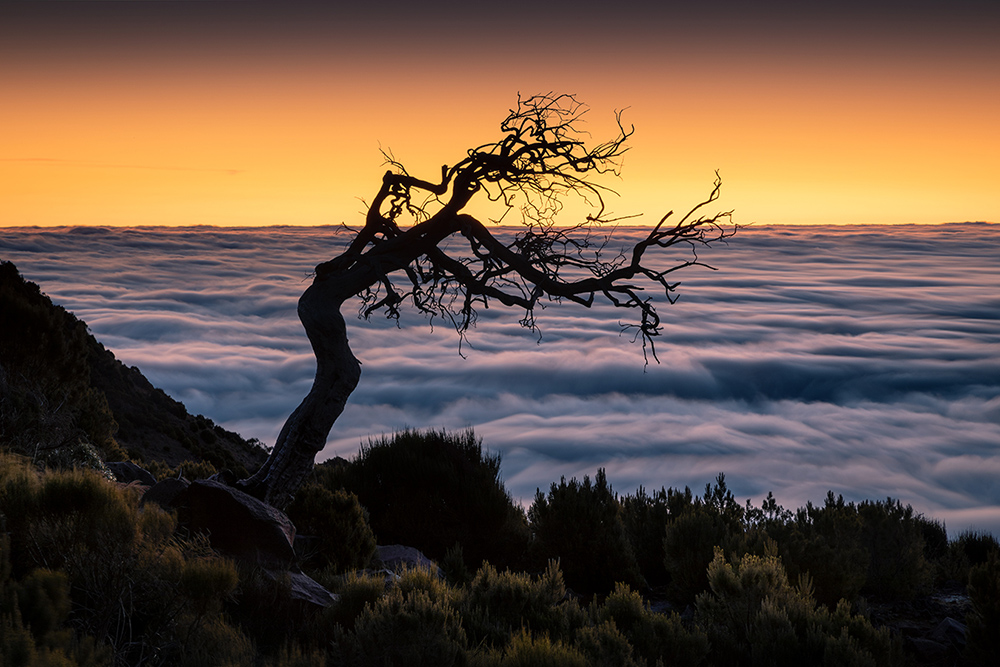 Bonsai