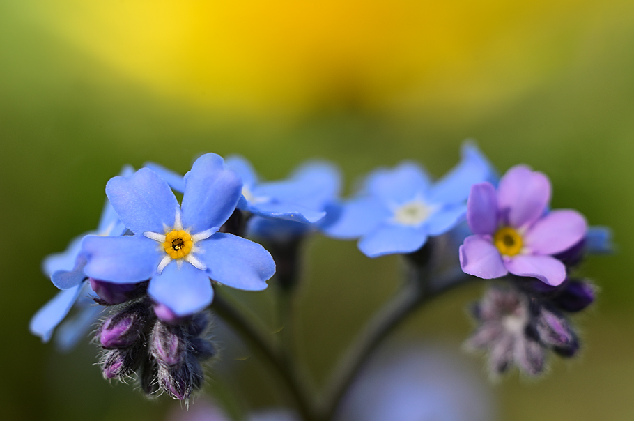 Forget me not...