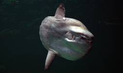 Sunfish