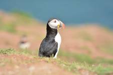 Maskonur z Skomer Island