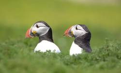 Maskonury z Skomer Island