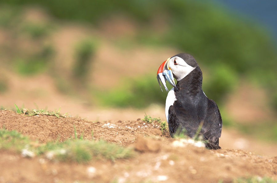 Maskonur z Skomer Island