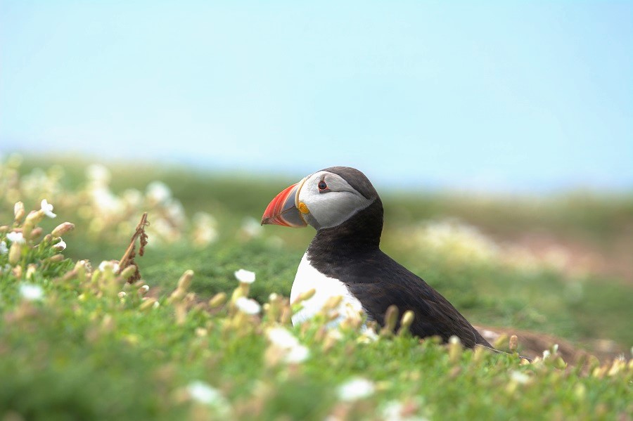 Maskonur z Skomer Island