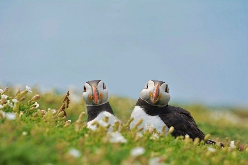 Maskonury z Skomer Island