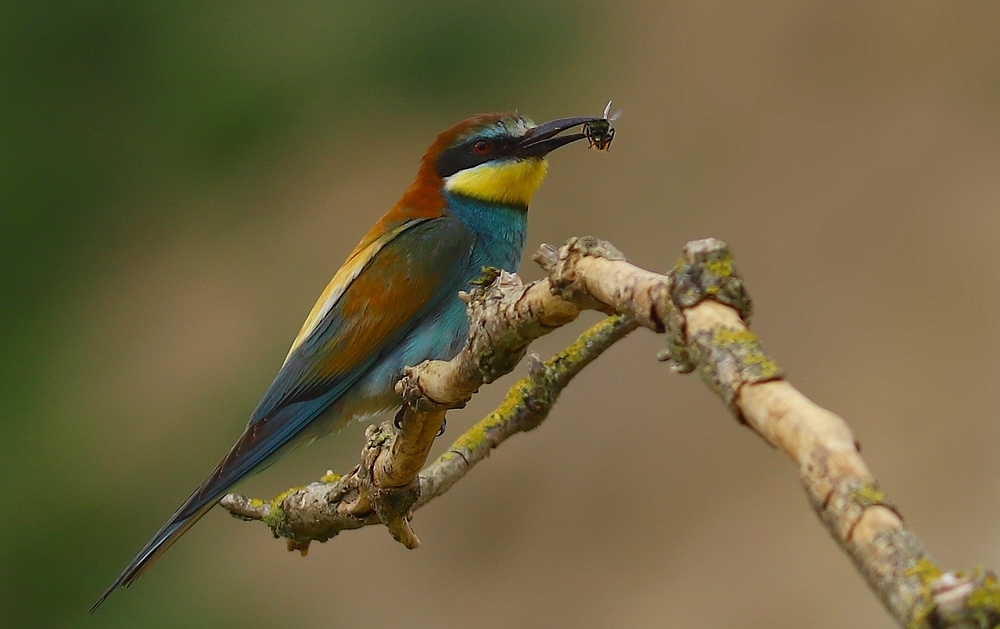 Żołna (Merops apiaster)