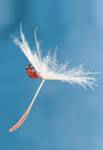 Ladybug and dandelion