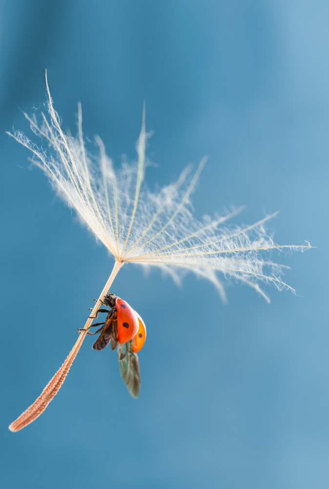 Ladybug and dandelion