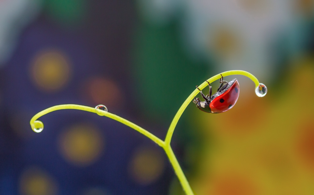 Ladybug