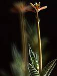 Aloes