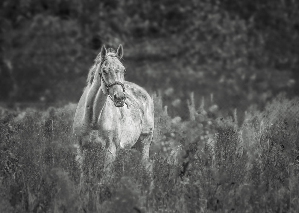 Konik