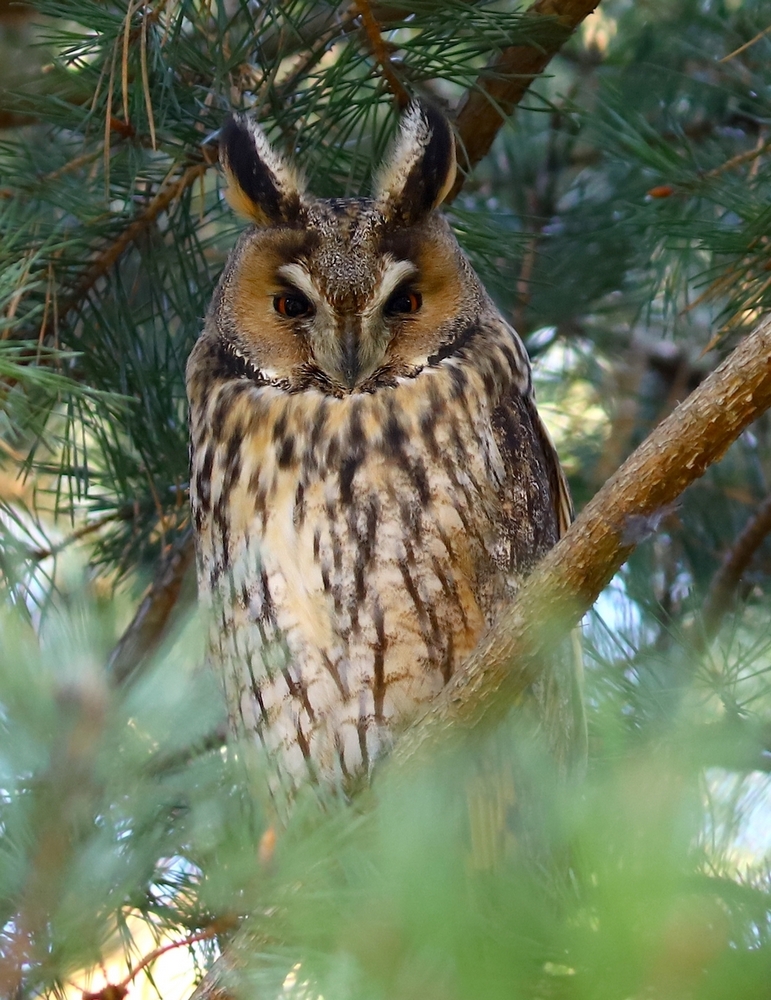 USZATKA (ASIO OTUS)