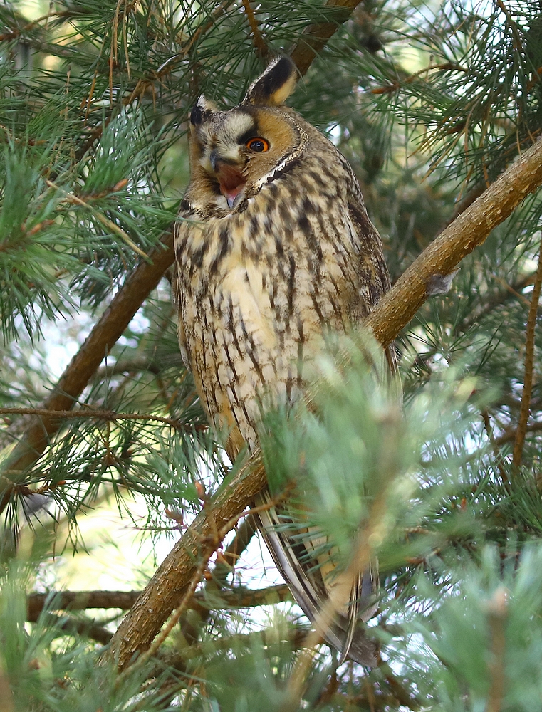 USZATKA (ASIO OTUS)