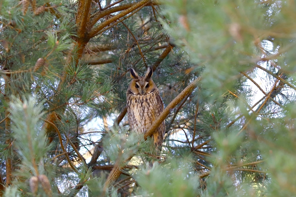 USZATKA (ASIO OTUS)