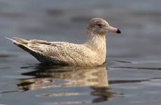 Mewa blada (Larus hyperboreus)