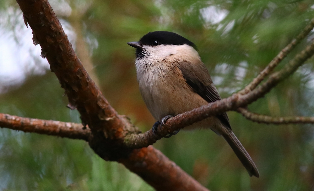 Czarnogłówka (Poecile montanus)