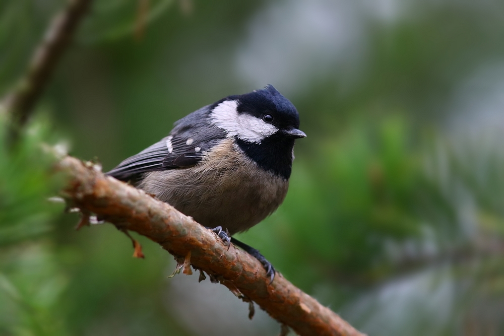 Sosnówka (Parus ater)