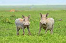 Świniaczki z Ngorongoro