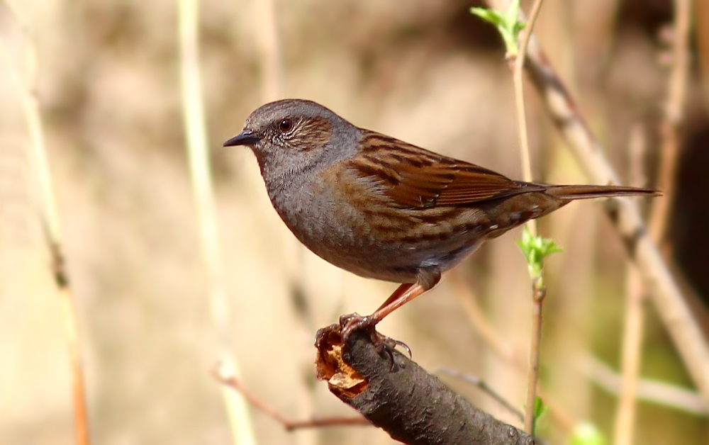 Pokrzywnica (Prunella modularis)