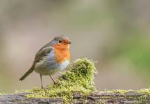 Rudzik (Erithacus rubecula) Przyroda naszego regionu - Czyżowice. Sony ILCE-9+Sony SEL200600G FE 200-600mm f/5.6-6.3 G OSS. Przysłona: f/6,3; Czas ekspozycji: 1/200 s; ISO: 1600; Ogniskowa: 600 mm