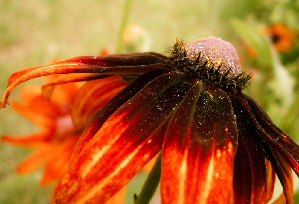 Rudbekia