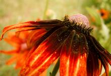 Rudbekia