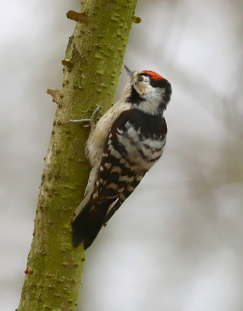 Dzięciołek (Dendrocopos minor)