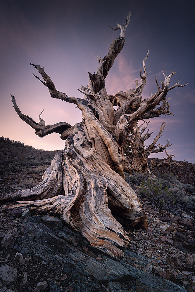 Methuselah Tree