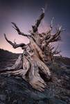 Methuselah Tree