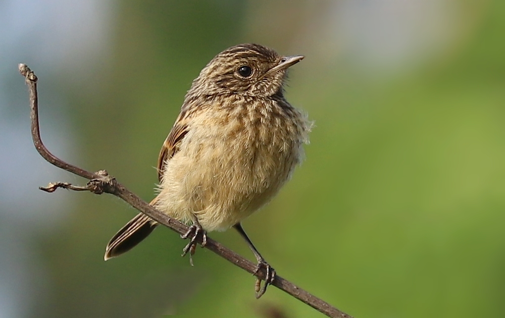 Kląskawka (Saxicola torquata) młody ptak