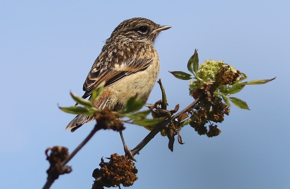 Kląskawka (Saxicola torquata)