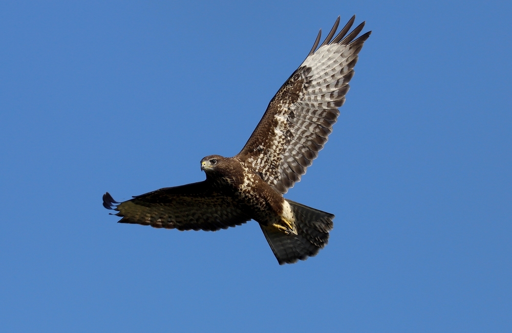 Myszołów (Buteo buteo) 2023