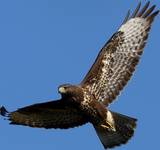 Myszołów (Buteo buteo) 2023