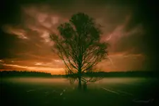 Tree 2