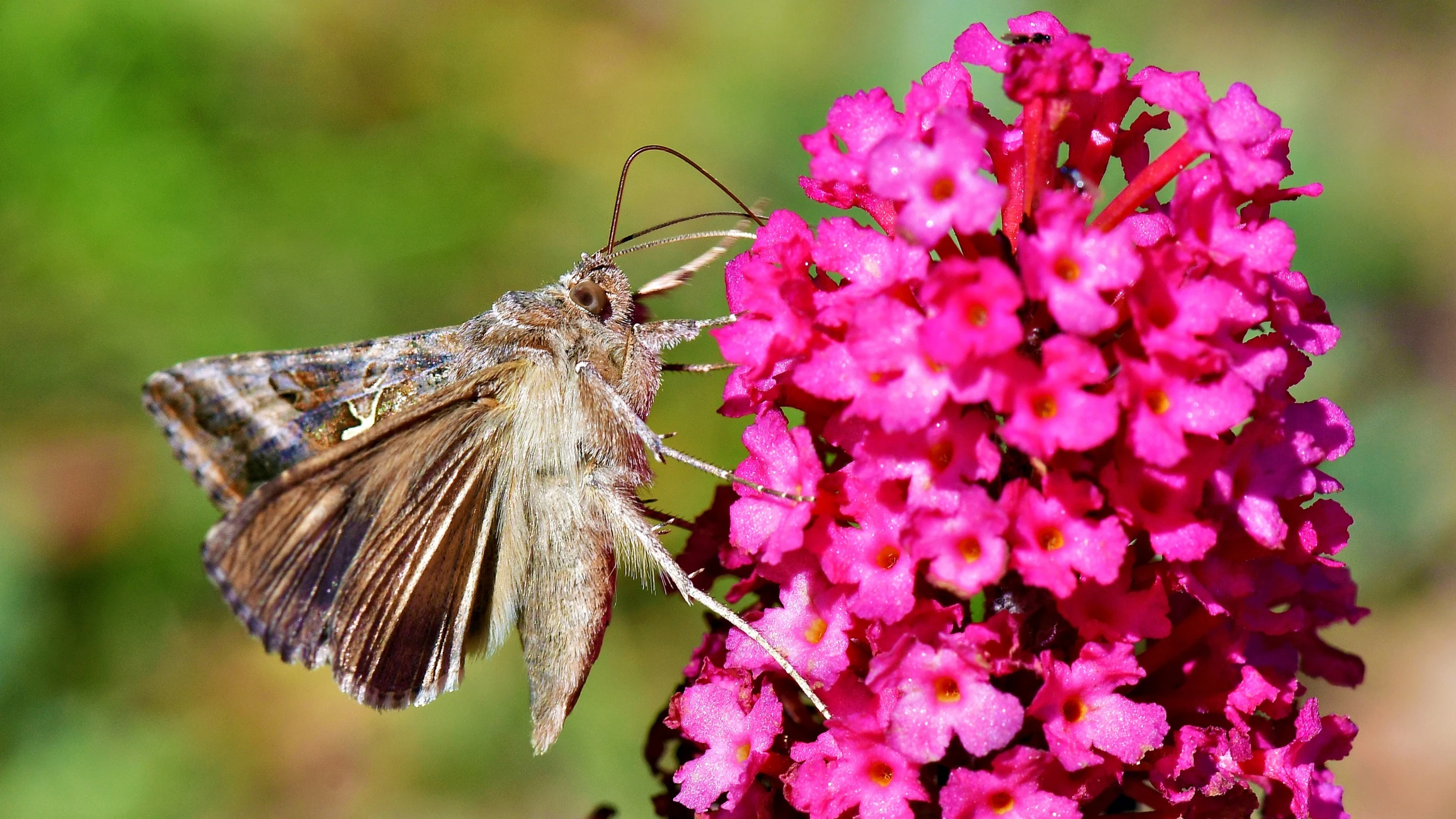 Motyl na kwiatku