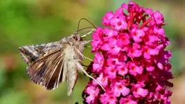 Motyl na kwiatku