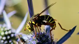 Mierzwica czarnostopa