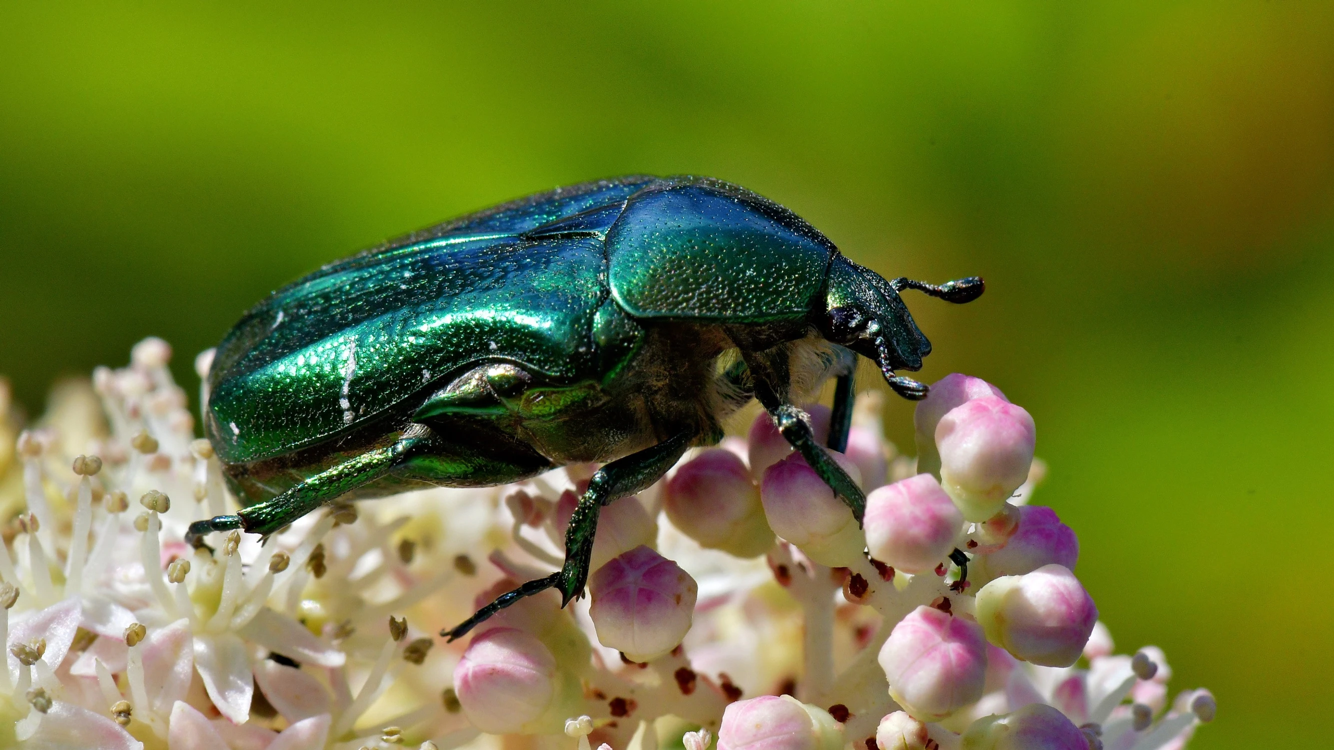 Cetonia aurata