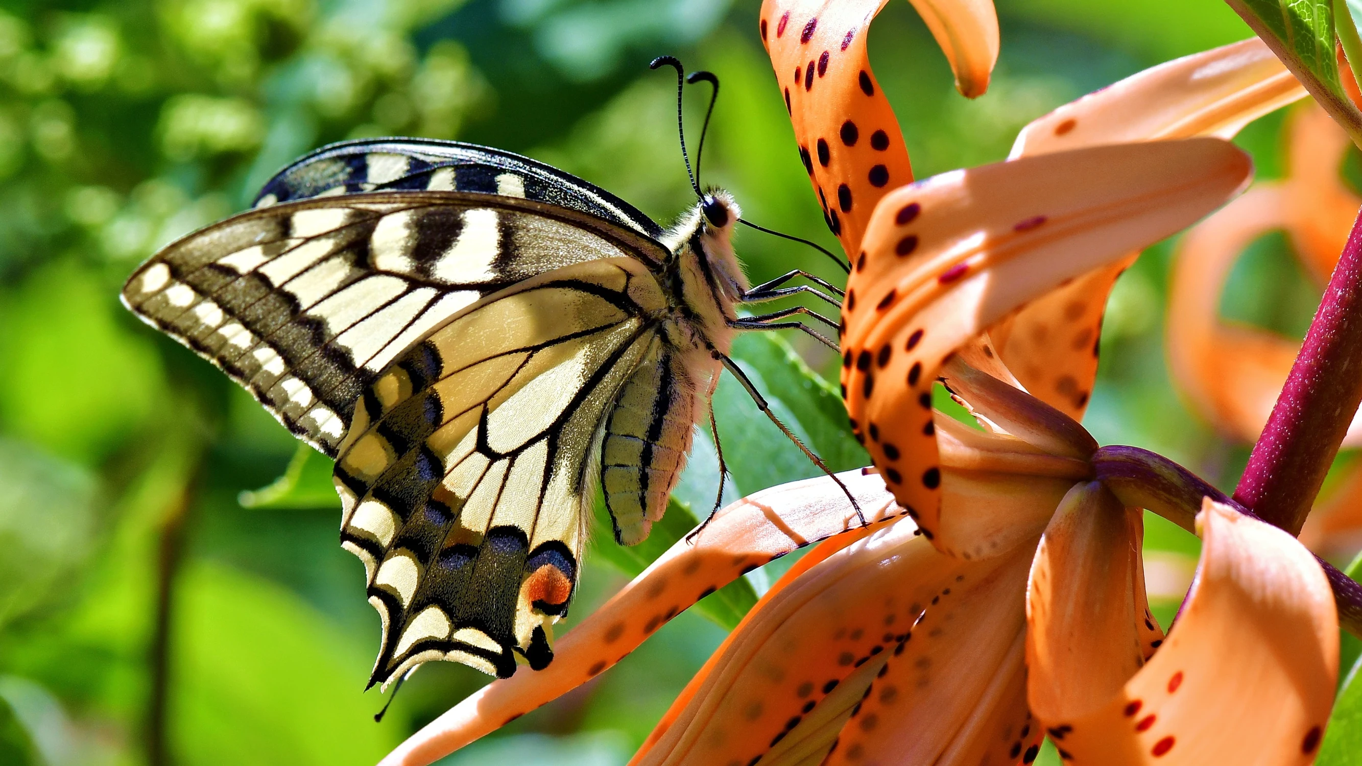Motyl raz jeszcze