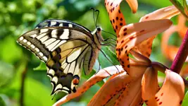 Motyl raz jeszcze