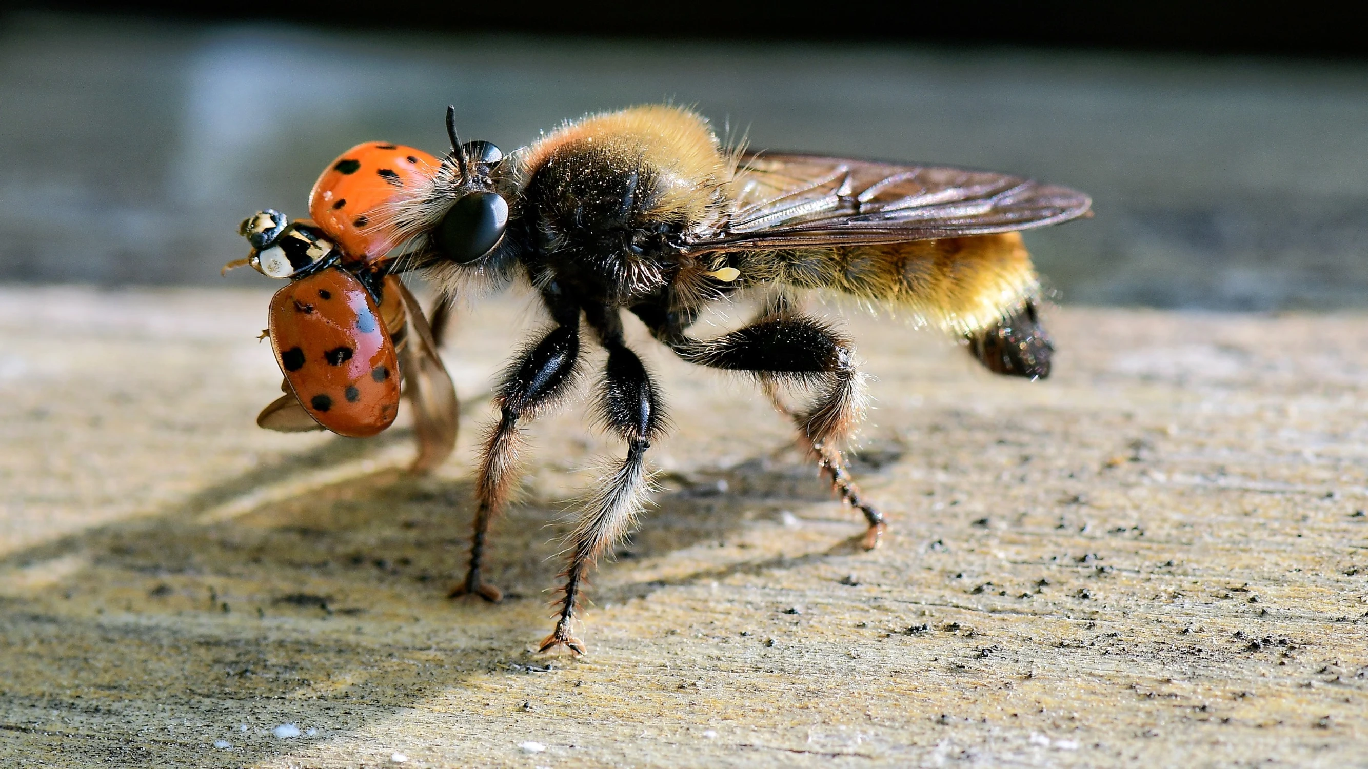 Wierzchołówka żółtowłosa