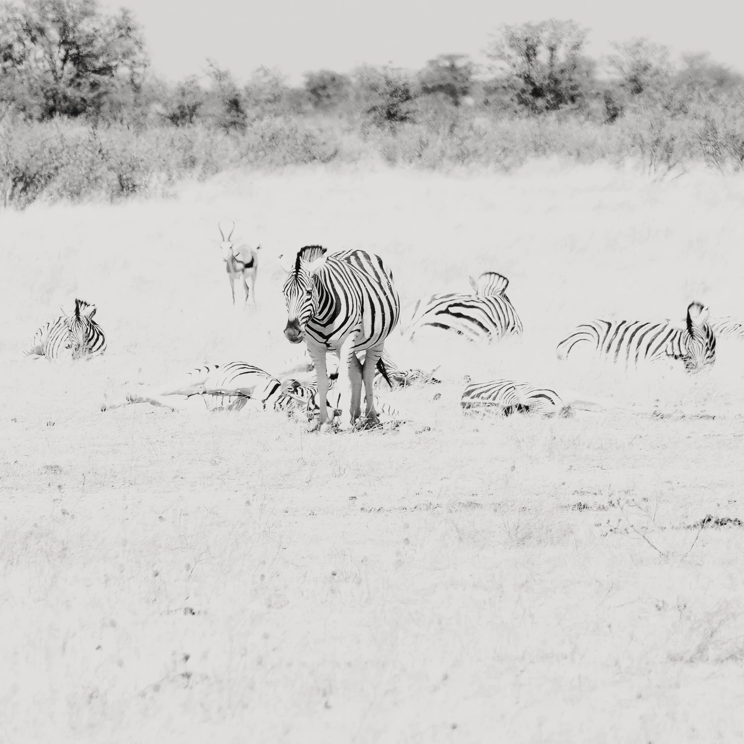 Etosha