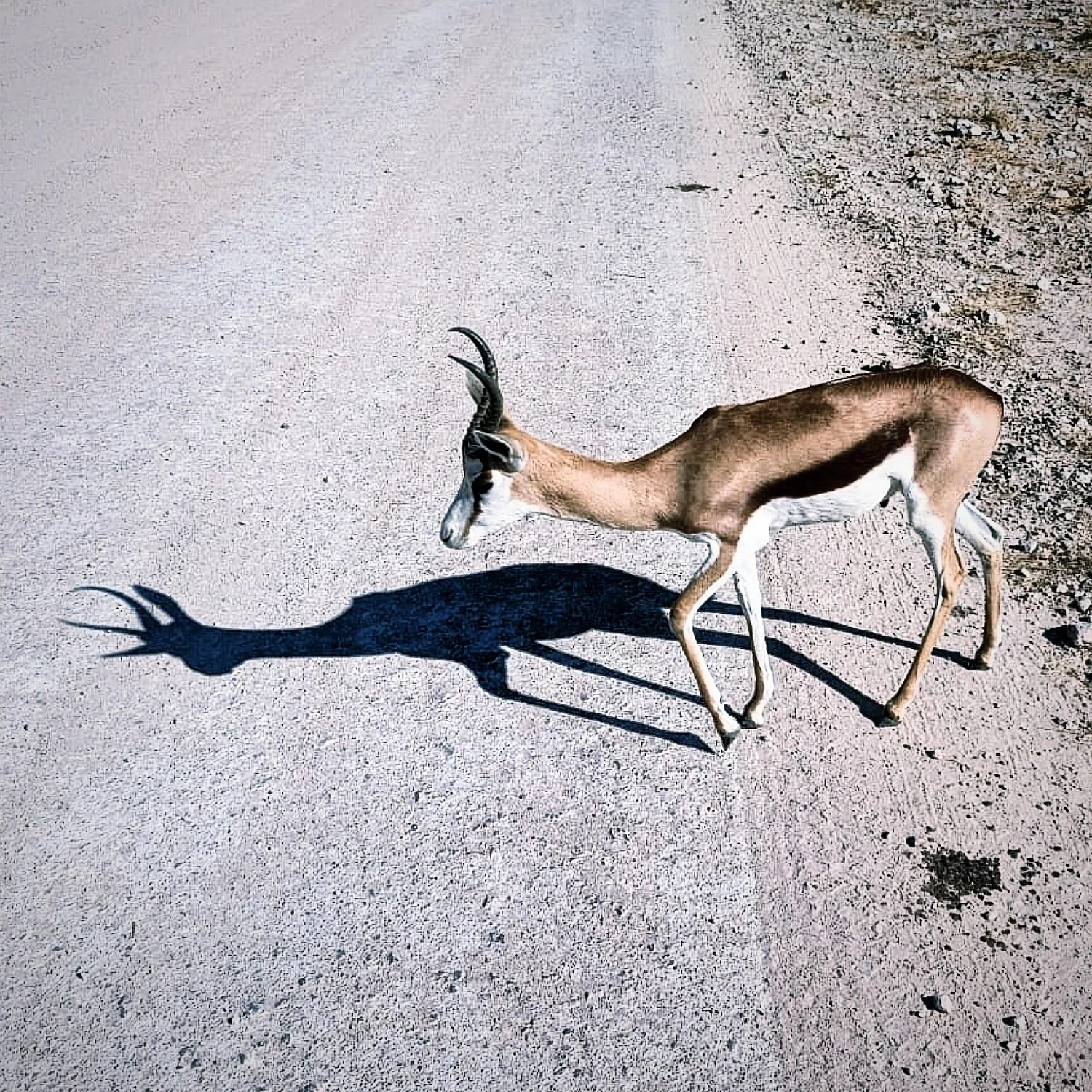 Etosha