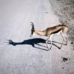 Etosha