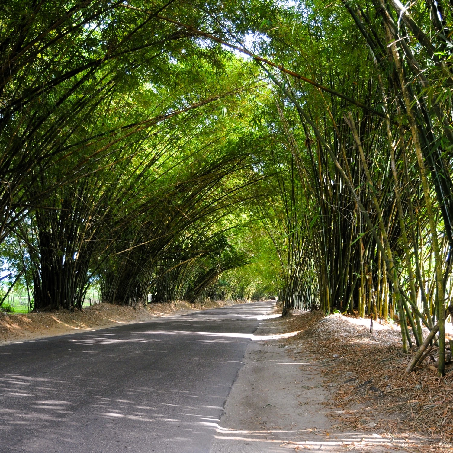 Bamboo Avenue